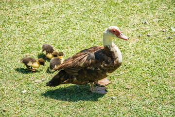 Family of ducks