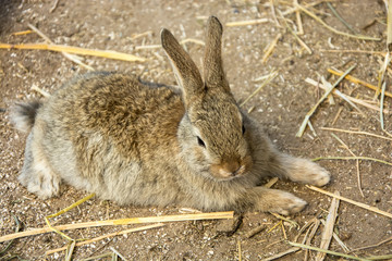rabbit on the ground