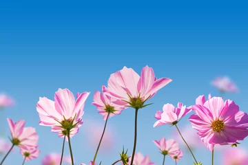 Gartenposter Blumen Pink flowers on blue sky background