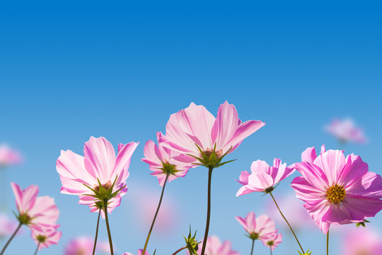 Fototapeta Pink flowers on blue sky background
