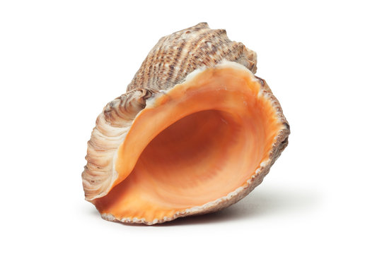 seashell isolated over white background
