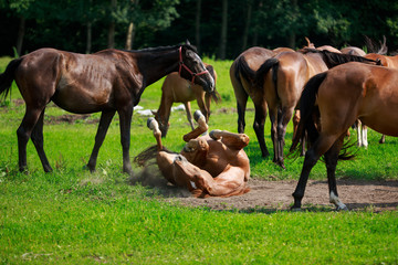 Horse lying in the dust