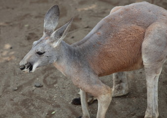 アカカンガルー