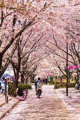 Fototapeta premium Rower na ścieżce kwitnącej wiśni