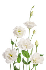 Fototapeta na wymiar Beautiful eustoma flowers isolated on white background