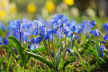 Obraz premium Blue snowdrops in the spring park