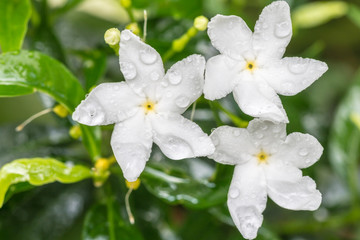 White Sampaguita Jasmine or Arabian Jasmine.