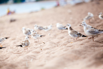 sea gulls standing on a sandy beach