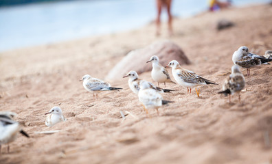 sea gulls standing on a sandy beach