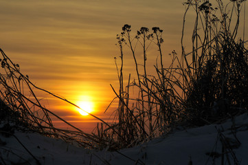 Oblodzone trawy na tle zachodzącego słońca w zimowy wieczór