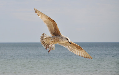 Seagulls over the baltic sea in Poland