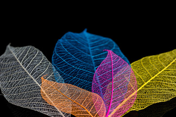 Fossilised leaf © frances