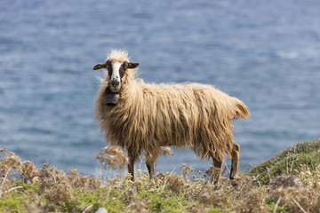 Domestic sheeep n mountains on Greek Mediterranean island Crete.