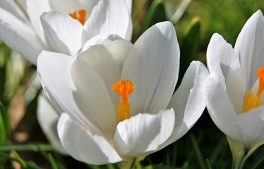 Obraz premium Colourful Spring Crocus.