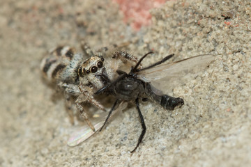 Zebra spider (Salticus scenicus) sucking the life out of its Housefly prey.