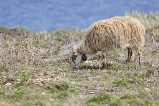 Domestic sheeep n mountains on Greek Mediterranean island Crete.
