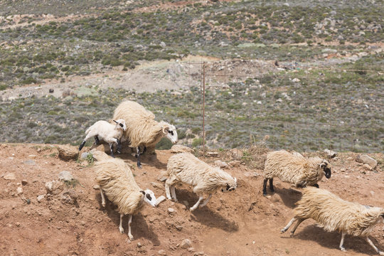 Domestic sheeep n mountains on Greek Mediterranean island Crete.