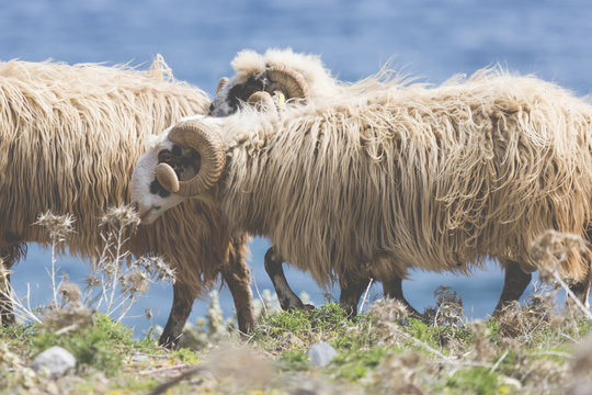 Domestic sheeep n mountains on Greek Mediterranean island Crete.