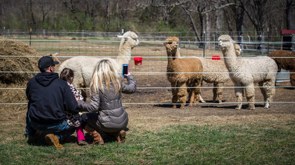 Father, young daughter and mother watching the alpacas at the farm