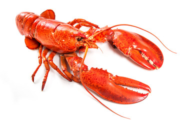 Lobster isolated on a white background