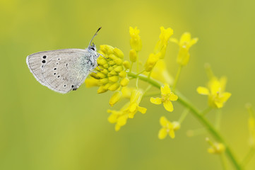 Mariposa sobre una flor en primavera