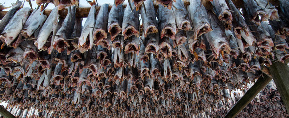 Producing stockfish from cod