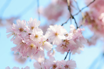 Kirschblüten an Kirschbaum im Frühling