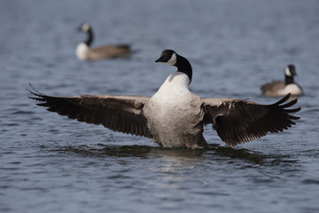 Canada Goose, Branta canadensis