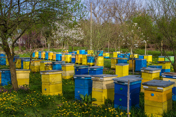 Bee hives in spring garden