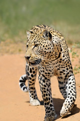 Africa. Namibia. leopard