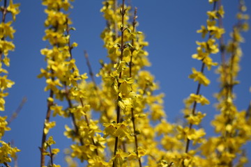 Forsythie, gelb, Himmel, Frühling, blau, Forsythia
