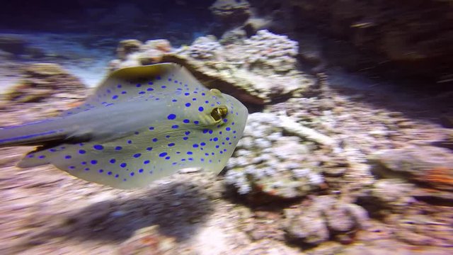 Дайвинг в Красном море близ Египта. Морской скат хвостокол (Taeniura Lymma).