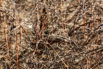 Branches natural abstraction