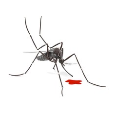 3d render of Aedes Aegypti