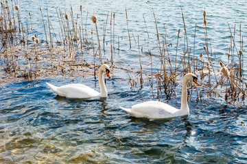 Two white swans on a lake.