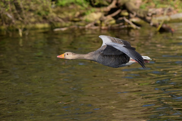 Greylag Goose, goose