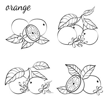 Illustration of citrus fruits. © aleksandraru