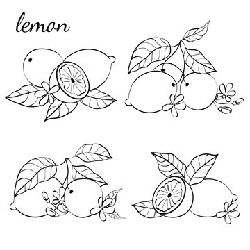 Illustration of citrus fruits.