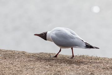 Obraz premium seagull close up