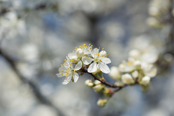 flowering tree in spring
