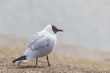 portrait of seagull