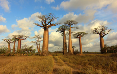 Fototapeta na wymiar SB Allée des baobabs