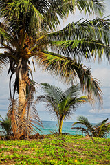 Fototapeta premium Palm tree on the sea beach.