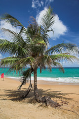 Palm tree and red flag on the sea beach.