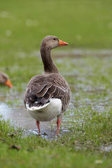 Greylag Goose, goose