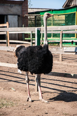 Black African ostrich