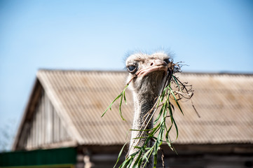 Black African ostrich