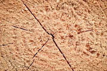 stump background