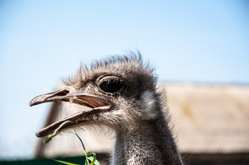 Black African ostrich