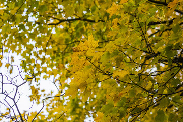 abstract view of colorful fall foliage